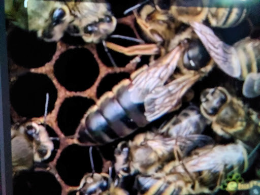 Kovan içerisinde işçi arılar arasında dolaşan genç ana arı değişimi performansı.