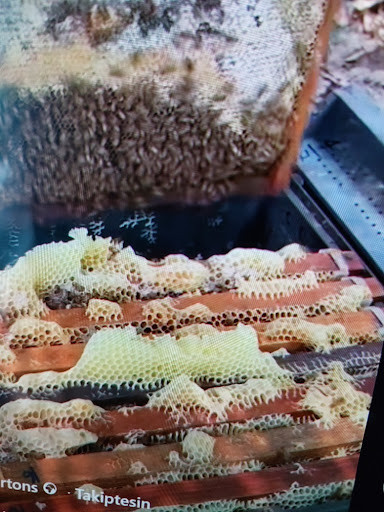 Arı neden dalak atar sorusunun en somut örneği: Çerçeve dışına taşan taze balmumu inşası