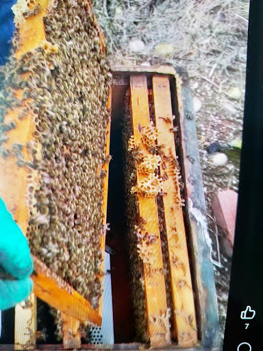 Kovandan alınan ham propolisin kalitesi ve propolis en karlı nasıl değerlendirilir diyorsanız dikkat etmeniz gereken petek temizliği