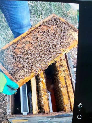 Türkiye'de arıcılık sertifikası nasıl alınır ve meslek standartları nelerdir sorusuna yanıt veren kovan başında çalışan arıcılar