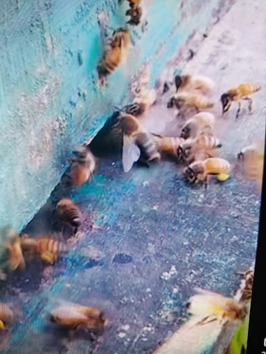 Arıcılık sertifikası sınavı 2026 hazırlık kapsamında, kovan giriş deliğinde (uçuş tahtasında) polen getiren ve havalandırma yapan bal arılarının yakın çekimi