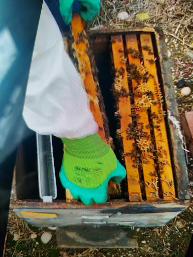 Arıcılıkta %40 daha fazla yavru hedefiyle bahar beslemesi yapılan, çerçeveleri tamamen saran güçlü bir bal arısı kolonisi görüntüsü