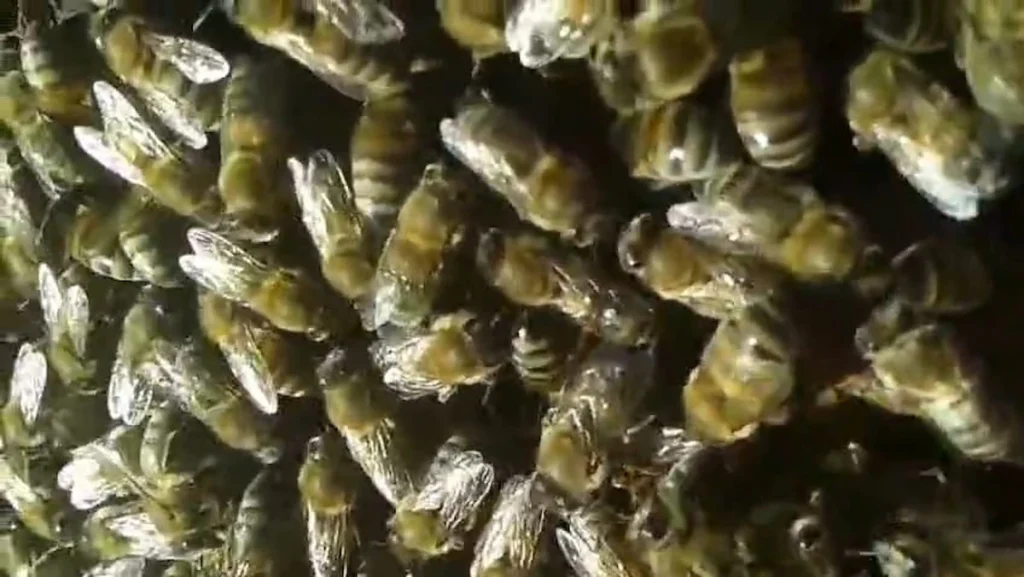 Arıcılıkta bahar beslemesi görmüş arı topluluğu görseli