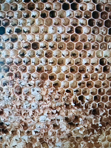 arıcılık yaparken beslemede kullanılan invert şurup kristalize olur mu sorusunun cevabı ve kovan yerleşim düzeni