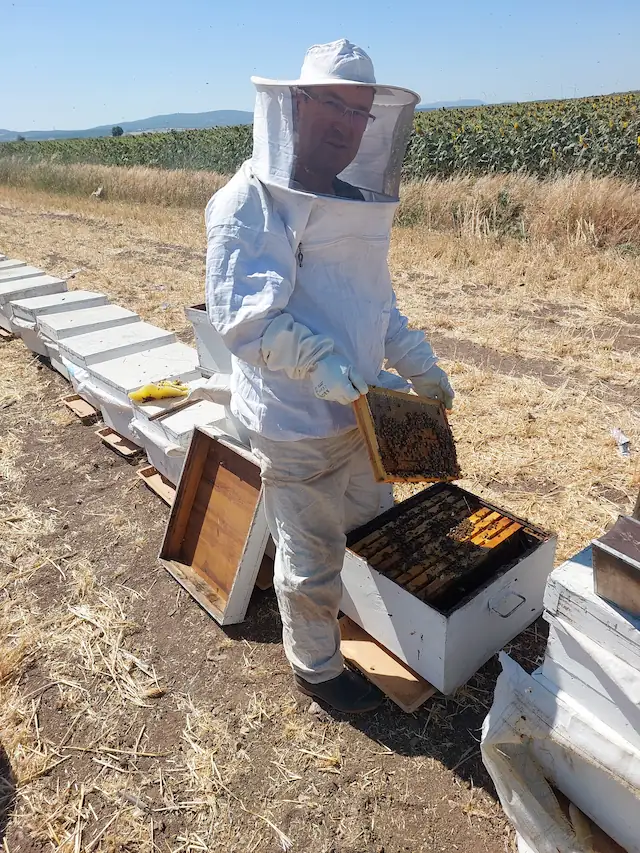 Arılar kimi hedef alır sorusuna yanıt arayan bir araştırmacının beyaz koruyucu kıyafetle kovan kontrolü yaptığı anlar.