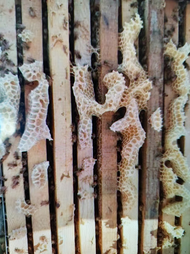 Avrupa arıcılığında nem kontrolü yapılan bir kovanda çerçeve üstlerine örülen beyaz dalak petekler ve arı yoğunluğu