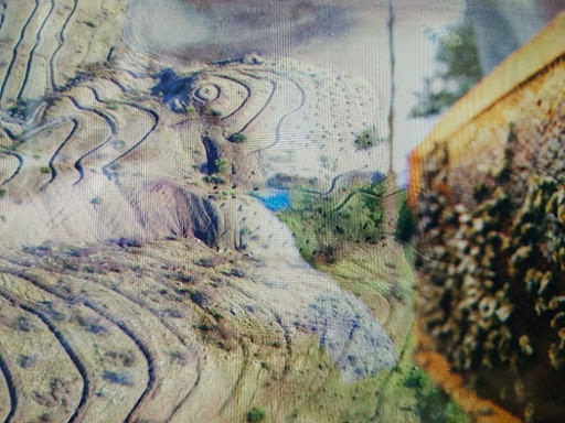 Bal verimini artıran ağaçlar ve çiçeklerle oluşturulmuş örnek bir bal ormanı arazisi.