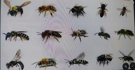 Farklı coğrafi bölgeler için bal verimini artıran bölgeye özel arı ırkı seçimi için arı görselleri