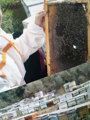 Devletten %100 karşılıksız destek ile kurulan modern arılıkta, koruyucu kıyafetli bir arıcının bal peteğini kontrol ettiği an