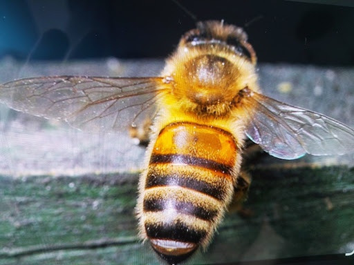 Yüksek verim hedefleyen işletmelerde hata kabul etmeyen arıcılık prensiplerine göre yetiştirilen sağlıklı koloni bireyi.