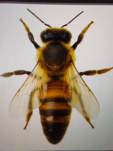 Kafkas arısı performans analizi yapan arıcılar için Kafkas arısı (Apis mellifera caucasia) görünümü; gri göğüs yapısı ve uzun dil yapısı dikkat çekmektedir.