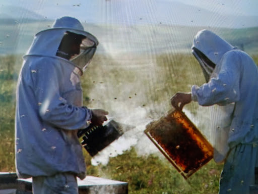 Kovan kontrolü sırasında körük kullanarak arıları sakinleştiren profesyonel arıcılar; körükte hangi yakıt daha etkili sorusuna yanıt veren yoğun beyaz duman uygulaması