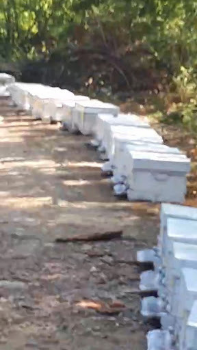 Köy yerinde arıcılık yapanlar için yerleşim yerine 200 metre mesafede dizilmiş beyaz arı kovanları ve arı konaklama alanı.