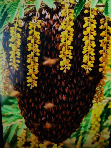 MEB onaylı ücretsiz arıcılık belgesi eğitimi için doğal ortamda bal arısı kolonisi ve arıcılık teknikleri görseli