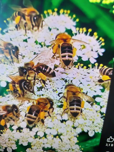 Çiçekler üzerinden polen toplayan işçi arılar ve polenden maksimum kazanç sağlamak için kaliteli polen hasadı süreci