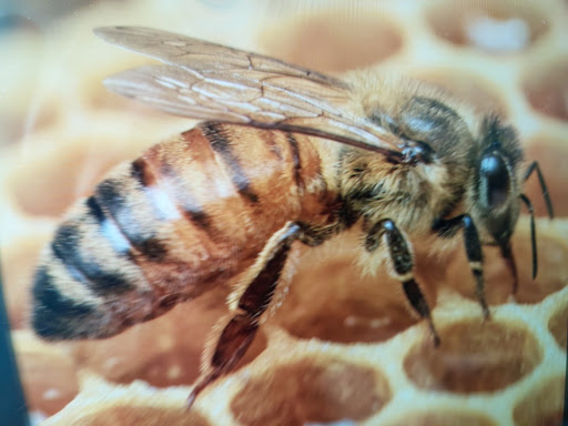 Petek üzerinde çalışan bir işçi arı detayı; Türkiye şartlarında belfaks arısı kullanımının yaygınlaştırılması ve yüksek bal verimi hedefleri üzerine sektörel bir görsel