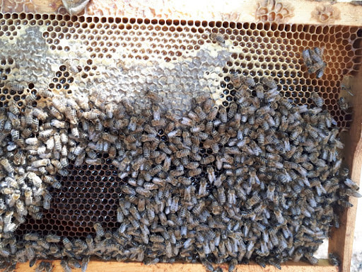 Varroa mücadelesinde bahar dönemi uygulamaları için bal kemerli ve yoğun işçi arı popülasyonuna sahip sağlıklı bir kovan çerçevesi.