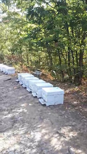 Yağışlı bir periyodun ardından güneş yüzünü gösterdiğinde arılıkta mesai başlar. Yağışların ardından varroa mücadelesi için kovanların havalandırılması ve nem kontrolü, koloninin sağlıklı kalması için atılacak ilk adımdır. Doğru zamanlama, sağlıklı koloniler