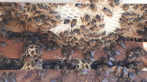 Yağmur yağarken varroa kontrolü sırasında kovan içindeki yüksek nem ve arı mevcudunun parazit yayılımına etkisi.