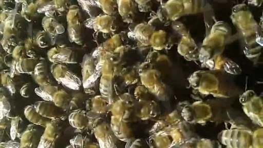 Sürekli yağan yağmurda kovan içerisinde kümelenmiş bal arıları ve yağmurlu havada arı besleme öncesi stok kontrolü