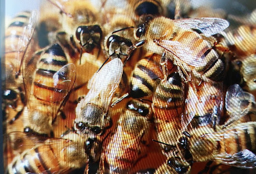 Kovan içinde yoğun bir şekilde çalışan, morfolojik yapıları net görünen Anadolu arıları - Anadolu arısı özellikleri