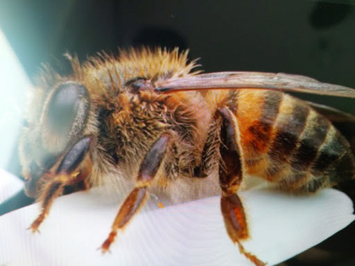 Afrika arısı özellikleri: Yüksek savunma, saldırganlık ve hızlı gelişim gösteren arı ırkının detaylı analizi.