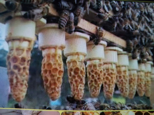 Ana arı yetiştirici sertifikası eğitimi kapsamında, arıların plastik mum kalıplarını kabul ederek oluşturduğu doğal mum yüksükleri