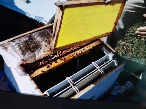 Usta bir arıcının kovan içine yeni bir sarı temel petek çerçevesini yerleştirirken çekilmiş detaylı fotoğrafı. Arıcılıkta petek verme sanatı ve kovan yönetimi teknikleri gösterilmektedir.