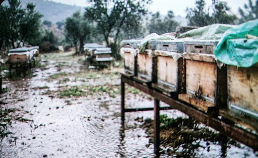 Arıcılıkta yağmur alarmı verilen bir günde, Çanakkale'deki bir arılıkta su baskını ve nemden korumak için metal sehpa üzerine yükseltilmiş ahşap kovanlar. Koloni kayıplarını önlemek için alınan fiziksel tedbirler