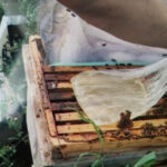 Arıcılıkta koloni gelişimini artırmak için çerçeve üzerine yerleştirilen şerbet torbasıyla arılara vitamin ve premiks uygulama yöntemi