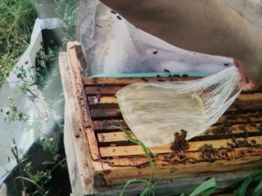 Arıcılıkta koloni gelişimini artırmak için çerçeve üzerine yerleştirilen şerbet torbasıyla arılara vitamin ve premiks uygulama yöntemi