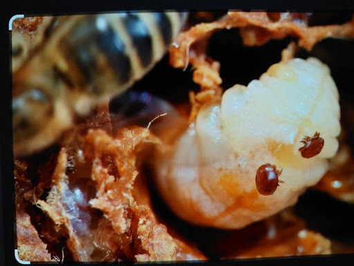 Baharı karşılarken varroa mücadelesi kapsamında arı larvası üzerinde görülen canlı varroa parazitleri