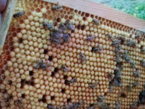 Kovan içindeki bir çerçeve üzerinde kapalı işçi arı yavruları ve üst köşelerde bulunan erkek arı gözü hücrelerinin yakından görünümü