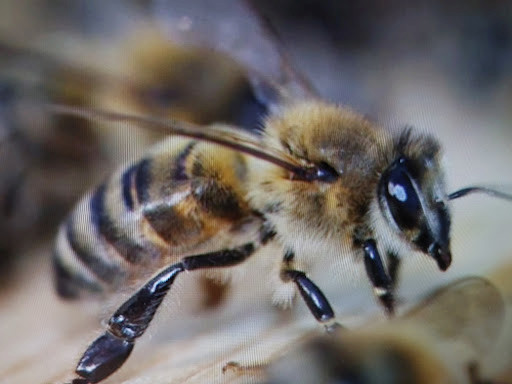 Gökçeada arısı özellikleri, 3 ayda hızlı koloni gelişimi gösteren arı popülasyonu görseli.