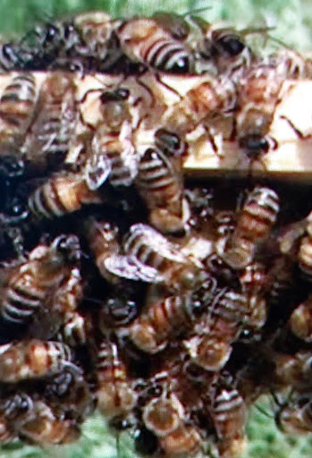 Hatay arısı özellikleri arasında yer alan sarı segmentli vücut yapısını ve yüksek sıcaklığa dayanıklı fiziksel formunu gösteren bir grup işçi arı kovan üzerinde çalışırken.