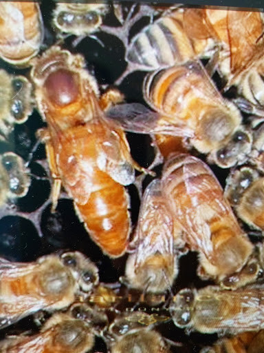 Bir petek üzerinde İtalyan arısı özellikleri gösteren, belirgin altın sarısı renginde uzun karınlı ana arı ve çevresindeki işçiler