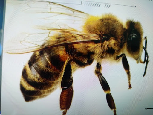 Uzun dili ve gri tüyleriyle ayırt edilen, Kafkas arısı özellikleri taşıyan işçi arının yandan makro çekimi.
