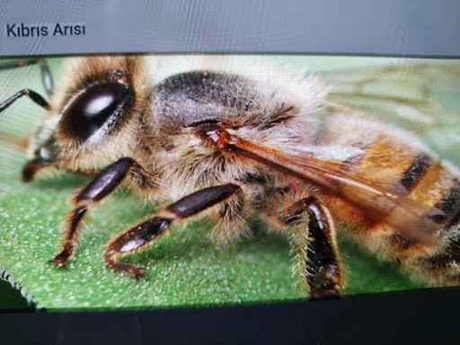 Kıbrıs arısı özellikleri ve vücut yapısını gösteren detaylı makro çekim bal arısı görseli