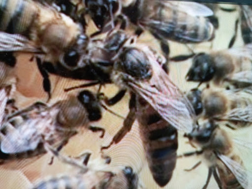 Muğla ve çevresindeki çam ormanlarında yoğun olarak bulunan koyu renkli Muğla arısı özellikleri ve fiziksel yapısını gösteren detaylı yakın çekim fotoğraf.