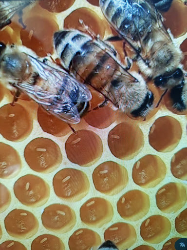İşçi arıların temel petek üzerinde salgıladıkları balmumu pullarıyla oluşturdukları altıgen hücrelerin petek kabartma sanatı ile detaylı görünümü