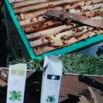 Kovan üzerindeki arı çerçevelerine, varroa için kekik yağı emdirilmiş taşıyıcı kartonların yerleştirilmesi ve ön plandaki uçucu yağ şişeleri