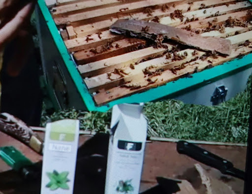 Kovan üzerindeki arı çerçevelerine, varroa için kekik yağı emdirilmiş taşıyıcı kartonların yerleştirilmesi ve ön plandaki uçucu yağ şişeleri