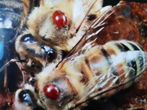 Üzerinde varroa paraziti bulunan arı ve varroa ile mücadelede yerli güç olan ırkın temizleme davranışı.