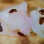 Varroa ilk nerede görülür sorusuna yanıt olarak kapalı kuluçka gözünden çıkarılmış bir arı pupası üzerindeki akarların görünümü.