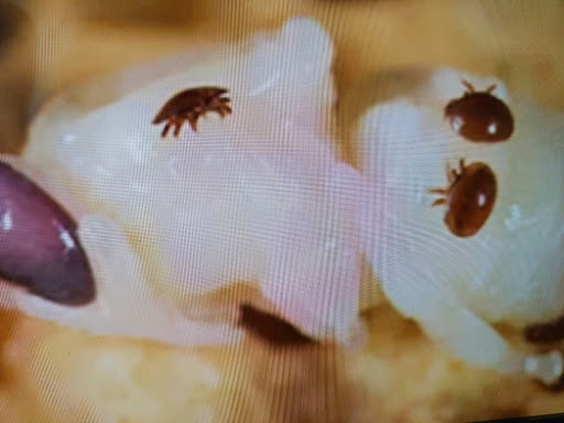 Varroa ilk nerede görülür sorusuna yanıt olarak kapalı kuluçka gözünden çıkarılmış bir arı pupası üzerindeki akarların görünümü.