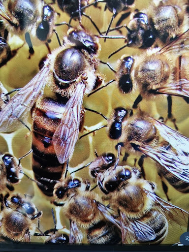 Kovan içerisinde petek üzerinde bulunan yığılca arısı özellikleri gösteren ana arı ve işçi arı topluluğu.