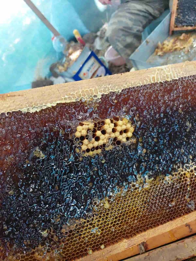 En kaliteli polen stokunu oluşturan petek gözlerindeki çok renkli arı polenleri ve petek üzerindeki arılar