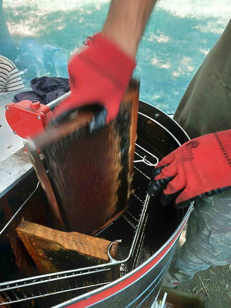 Bal piyasasında son durum analizi için petek başında bal hasadı yapan arıcı ve çerçevede biriken doğal bal